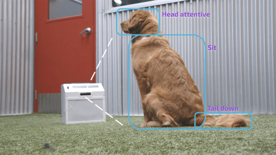 CompanionPro, un adiestrador de perros con inteligencia artificial